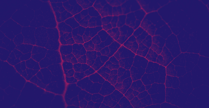 Fuchsia and indigo duotone veins on leaf